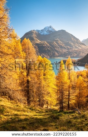 Tall yellow larch trees along a lake in Engadin Valley, Switzerland in October Royalty-Free Stock Photo #2239220155