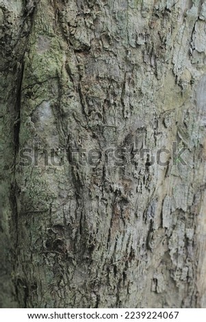 bark texture, timber, bark, nature, old, pattern, texture, background, natural, tree, material