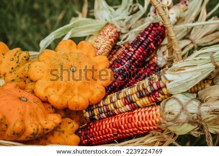 basket with orange, yellow, green farm scallop squash, zucchini, pumpkins, and Indian colored maize, corn, vegetable harvest. A patisson plant 
