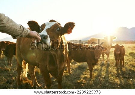 Agriculture, cow and care with hand of farmer for sustainability, milk production and nature in countryside. Grass, nutrition and cattle with animals on farm field for ecology, livestock and health Royalty-Free Stock Photo #2239225973
