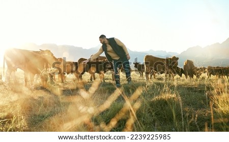 Farm animal, cows and cattle farmer outdoor in countryside to care, feed and raise animals on grass field for sustainable farming. Man in beef industry while working with livestock in nature in Texas Royalty-Free Stock Photo #2239225985