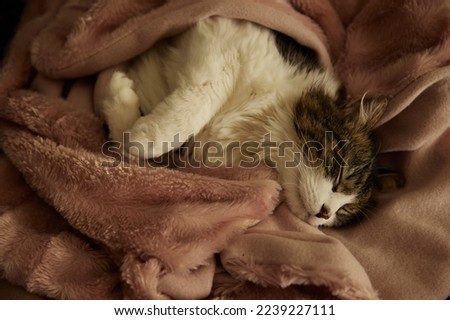 a gray cat sleeps at home under a warm blanket with a blanket on the bed. Royalty-Free Stock Photo #2239227111