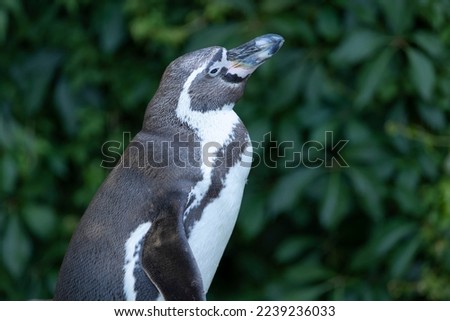 Portrait of a standing humboldt penguin from a profile against green leaves.  (Spheniscus humboldti)