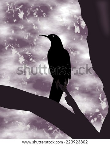 Black bird with long beak sitting on a branch. 