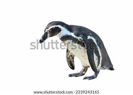 Humboldt penguin standing on white background.