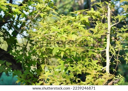 maple leaf, maple leaves or green leaf or Acer saccharum Marsh tree or maple tree