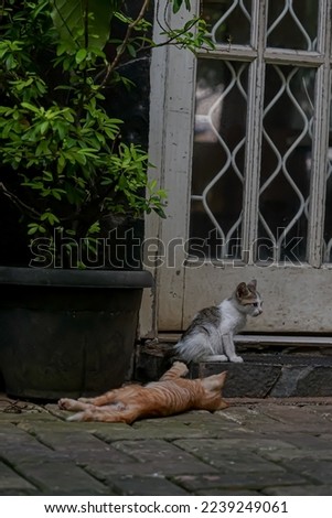 two kittens playing on the porch in front of a house