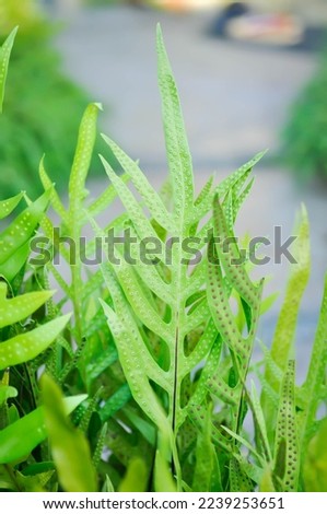 Maile scented fern or Musk fern or Wart fern, Pteris vittata or Pteris vittata L or fern or green leaf or polypodioides pseudolachnopus plant