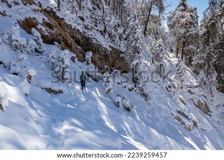 Rear view of woman snow shoe hiking through fir tree forest after heavy snowfall in Bad Bleiberg, Carinthia, Austria, Europe. Trail along massive rock wall. Hanging tree branches in winter wonderland