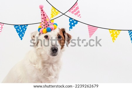 Dog in holiday cap on white background with flaps . Photo can be used for cards, flyers, banners, greetings.
