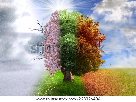 Four season tree, photo manipulation, magical, nature Royalty-Free Stock Photo #223926406