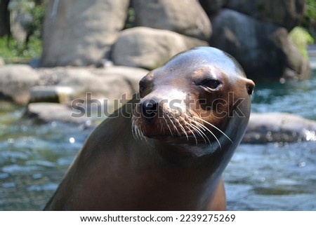 Sea lion at Central Prk zoo in New York