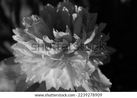 Abstract Peony blossom closeup in monochrome view. Romantic ornamental flower up close. Outdoor gardening photography with low light and selective focus.