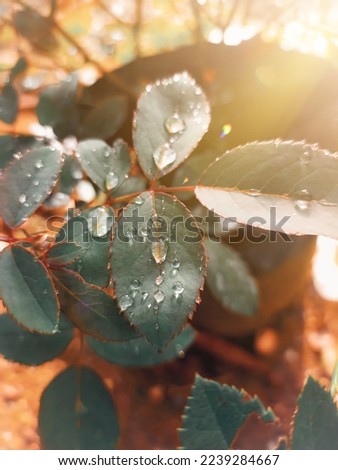 Beautiful view of leaf decorated water drop under sun rays
