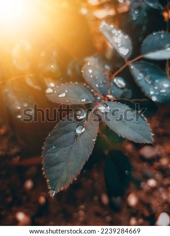 Beautiful view of leaf decorated water drop under sun rays