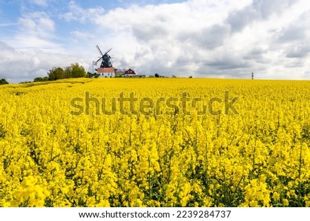 Golden canola fields with old traditional windmill in Skane, Sweden. Selective focus. Royalty-Free Stock Photo #2239284737