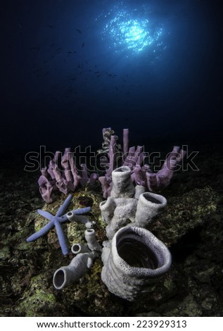 Underwater Scenery of tube sponges and blue sea star