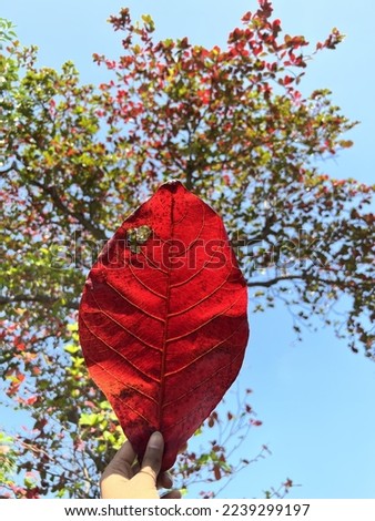 Season change in Thailand. This is tropical almond leaf.