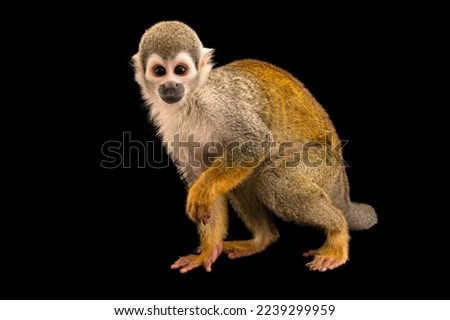 A squirrel monkey and black background 