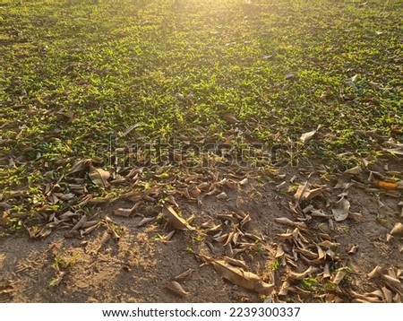 Lawn with soft sunlight in the morning with fallen leaves all over the lawn in winter. Royalty-Free Stock Photo #2239300337
