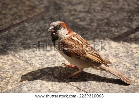 Close-up picture of a sparrow on the street
