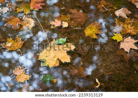  Leaves of Norway maple in a puddle in wet autumn weather in a Park in Poland                              