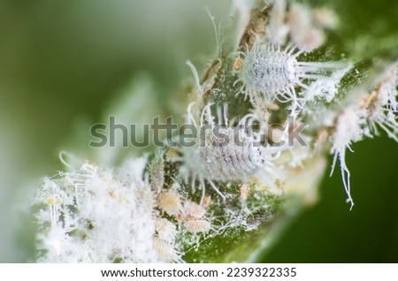 Mealybug, planococcus citrus, dangerous pest on orchid. Macro photo of tropical damaging insect   Royalty-Free Stock Photo #2239322335