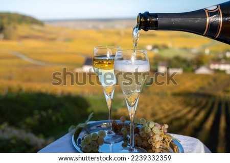 Tasting of french sparkling white wine with bubbles champagne on outdoor terrace with view on colorful grand cru Champagne vineyards in village Cramant in October, near Epernay, France Royalty-Free Stock Photo #2239332359