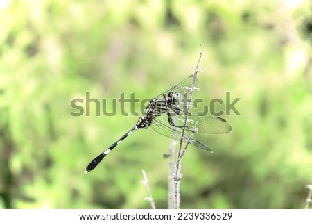 red dragonfly perched on a branch