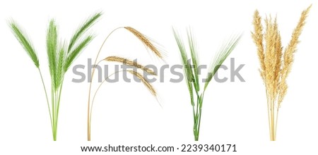 Set of green and dried ears of cereals isolated on a white background. Ears of wheat, rye, barley, and bulrush. Royalty-Free Stock Photo #2239340171