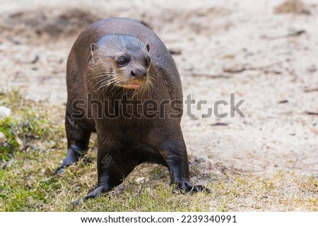 Amazon giant otter walking on land after coming out of the water