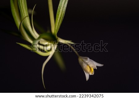 A white Chlorophytum comosum flower in a branched inflorescence. Each flower has six three-veined petals. All on black background Royalty-Free Stock Photo #2239342075