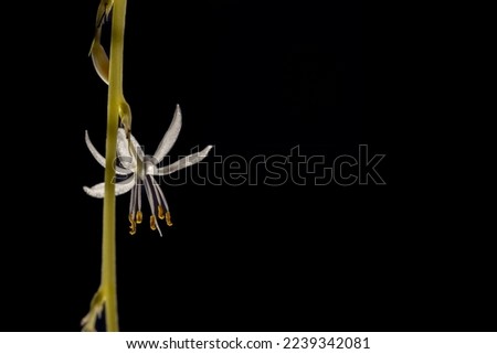 A white Chlorophytum comosum flower in a branched inflorescence. Each flower has six three-veined petals. All on black background Royalty-Free Stock Photo #2239342081