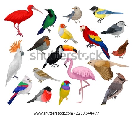 Set of birds set. Toucan, parrot, bullfinch, sparrow, titmouse, flamingo birds cartoon vector
