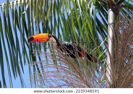 Ramphastos toco, or Toucans, on a Jussara Palm, Euterpe edulis, in Brazil.