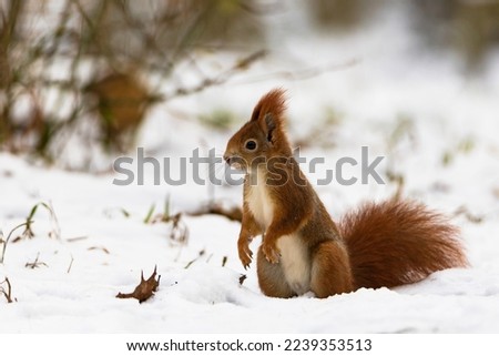 Red squirrel (Sciurus vulgaris) in its natural habitat in the forest where there is already snow. The squirrel is stocking up on nuts for the winter Royalty-Free Stock Photo #2239353513