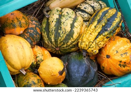 Harvest festival with autumn pumpkins and vegetables. Sale of agricultural crops on the outdoor market after the holiday