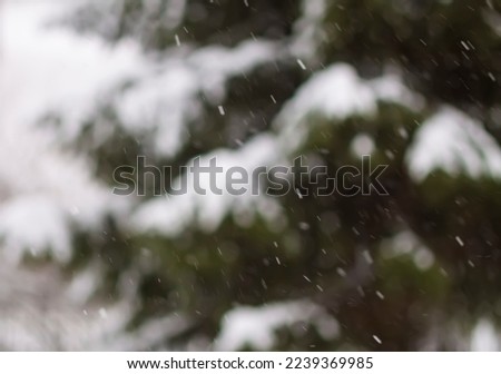 Blurred winter nature background. Flying snowflakes and spruce trees. Wintertime. 
