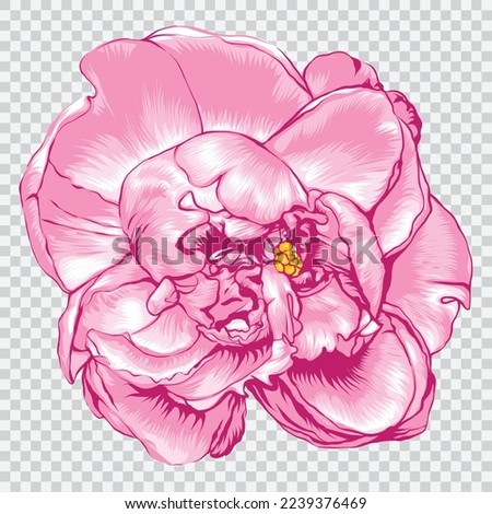Pink peony flower drawing vector illustrations. Botanical floral hand drawn element.