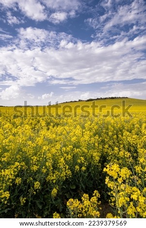 Fields of flowering rapeseed under a blue sky with clouds, meadows with yellow flowers, rapeseed oil industry, agricultural crops, landscape, vertical