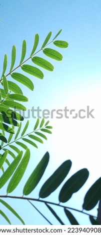 silhouette of a green leaf against a clear sky background