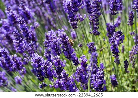 Beautiful image, blooming fragrant lavender flowers in the field. Royalty-Free Stock Photo #2239412665