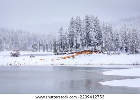 Snow storm in Jenkinson Lake, surrounded by snow covered fir trees in Sly Park in the Sierra Nevada Mountains, Northern California in the winter Royalty-Free Stock Photo #2239412753