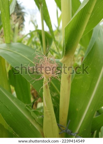 new baby corn growing in the field