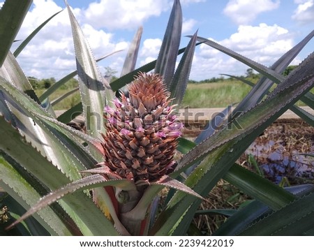Pineapple trees that bear fruit in summer are very pretty in color