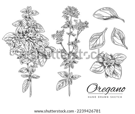 Oregano hand drawn botanical set of ink sketch vector illustration isolated on white background. Hand drawn engraving or sketch style oregano plants collection. Royalty-Free Stock Photo #2239426781