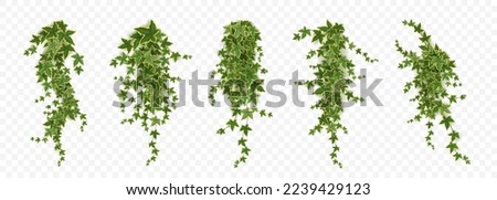 Realistic set of ivy vines hanging on wall png isolated on transparent background. Vector illustration of Hedera plant with green leaves, home interior, garden landscaping or floral design element Royalty-Free Stock Photo #2239429123
