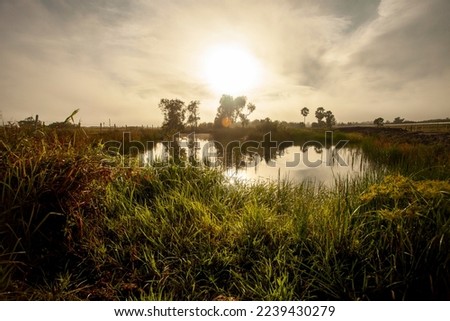 The atmosphere of the rice fields in the morning with the sunrise