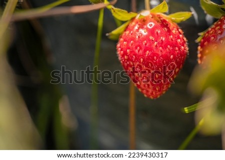 Close up photo of red strawberry when harvest season on the backyard garden. The photo is suitable to use for botanical poster, background and harvest advertising.