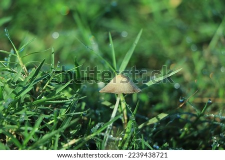 Wild mushroom growing in grass field. Panaeolus subalteatus. Hallucinogenic psilocybin containing mushroom entheogen